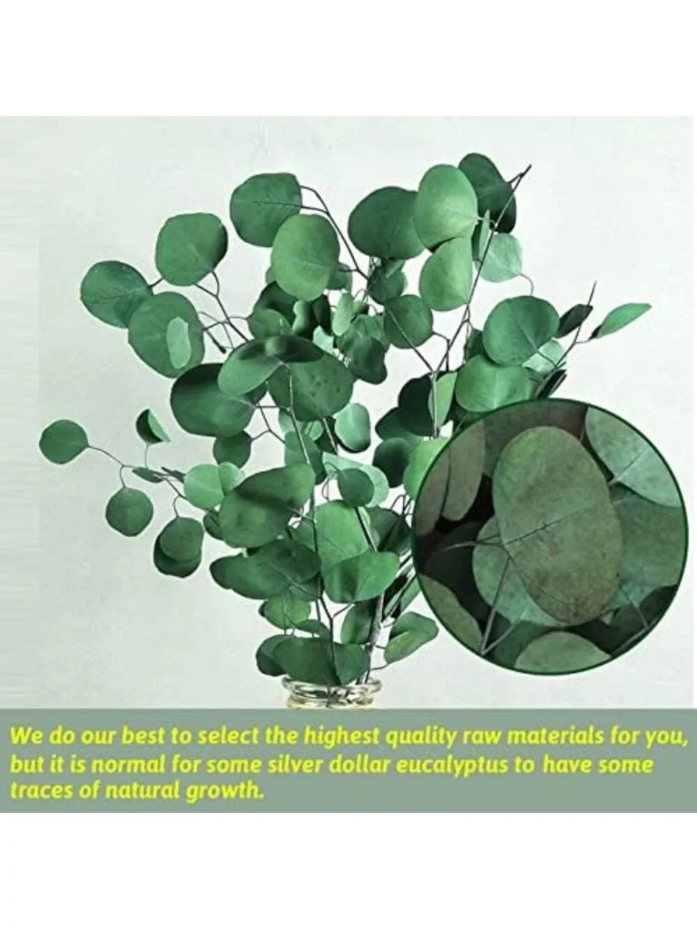 Dried Eucalyptus Stems & Leaves - 4-10 Pcs Green Vase Filler for Home Décor